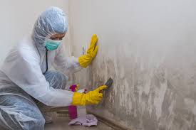 Reliable Southmayd, TX Mold Prevention & Removal  Solutions